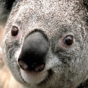 Meet your Posher, Devin